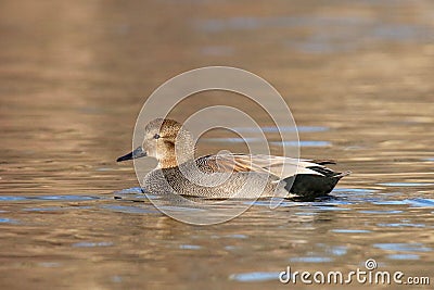Male Gadwall duck swimming on a lake at dusk Stock Photo