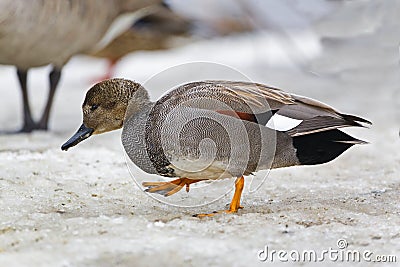 A Male Gadwall, Anas strepera, in winter Stock Photo