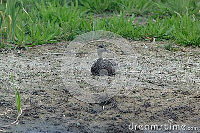 Male Gadwall Duck on the banks Stock Photo