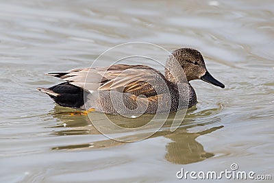 Male gadwall duck Stock Photo