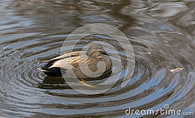 Male Gadwall duck Stock Photo