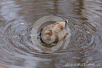 Male Gadwall duck Stock Photo