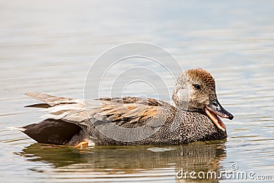 Male Gadwall Duck Stock Photo