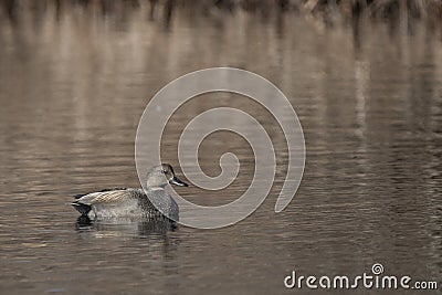 Male Gadwall Duck in a Pond Stock Photo