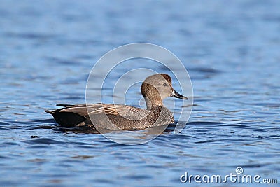 Male Gadwall duck swimming on a blue lake Stock Photo