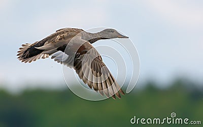 Male gadwall flies over green background with clear speculum on the wings Stock Photo