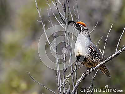 A Gambel`s Quail Sitting in a Barren Tree Stock Photo