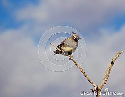 Male Gambles Quail Sitting on a Branch in the Wind Stock Photo