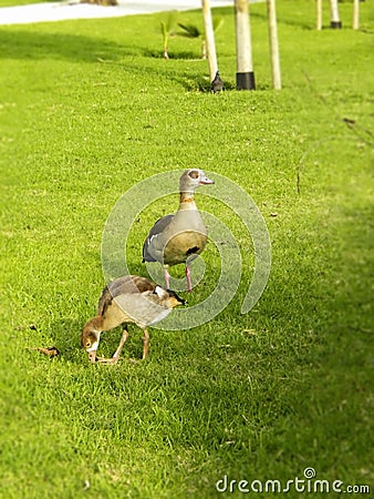 Male Gander with gosling Stock Photo