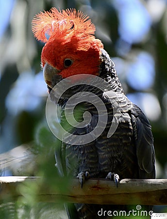 A wild male `gang gang cockatoo` showing off his crest Stock Photo