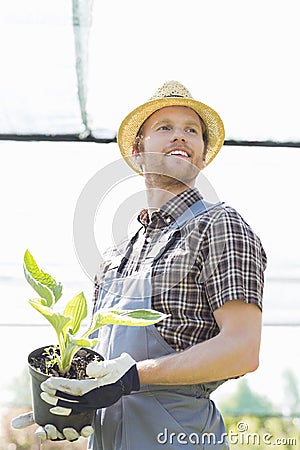 Male gardener looking away while holding potted plant at greenhouse Stock Photo