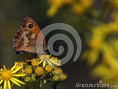 Male Gatekeeper butterfly Stock Photo