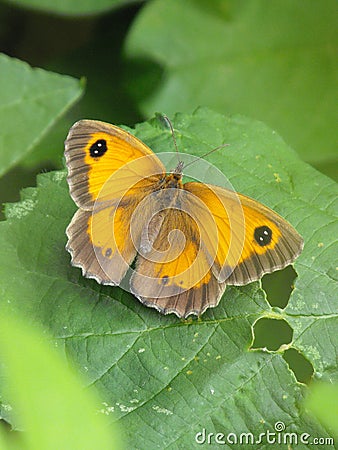 Male Gatekeeper butterfly Stock Photo