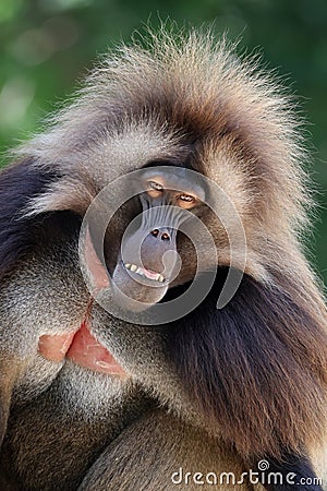 Male gelada, Theropithecus gelada, hairy primate Stock Photo