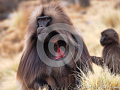 Male Gelada, Theropithecus gelada, in Simien Mountains of Ethiopia Stock Photo