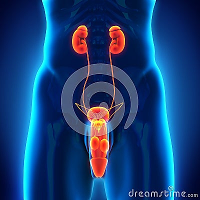 Male Genitourinary System Stock Photo