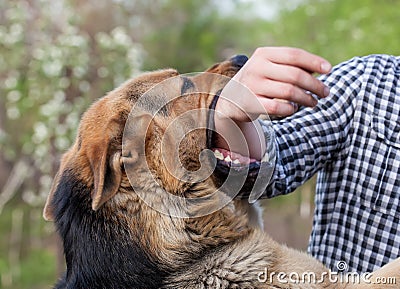 male German shepherd bites a man by the hand Stock Photo