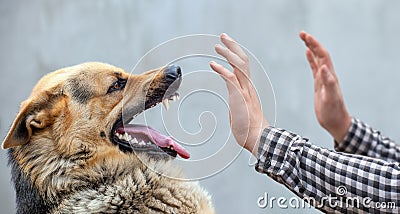 Male German shepherd bites a man by the hand. Stock Photo