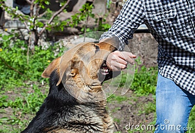 A male German shepherd bites a man by the hand Stock Photo