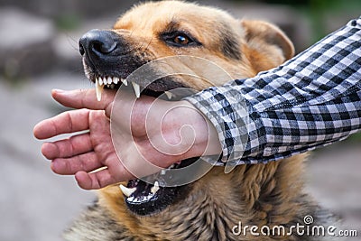 Male German shepherd bites a man by the hand Stock Photo