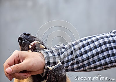 Male German shepherd bites a man by the hand Stock Photo