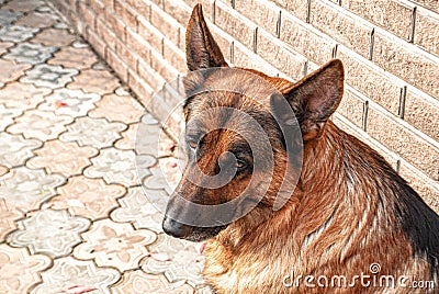 Male German shepherd dog close-up in a private area. Stock Photo