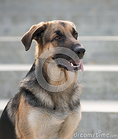 Male German Shepherd dog Stock Photo