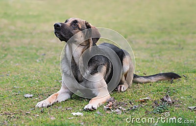 Male German Shepherd dog Stock Photo