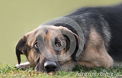 Male German Shepherd dog Stock Photo
