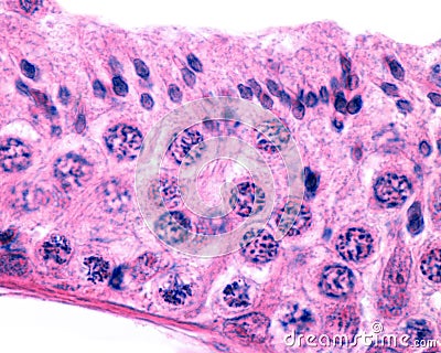 Male germinal epithelium. Spermatogenesis Stock Photo