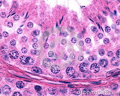 Male germinal epithelium. Spermatogenesis Stock Photo