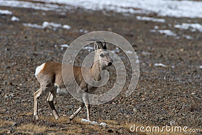 Male Goa Procapra picticaudata, also known as the Tibetan gazelle, observed near Gurudongmar Lake Stock Photo