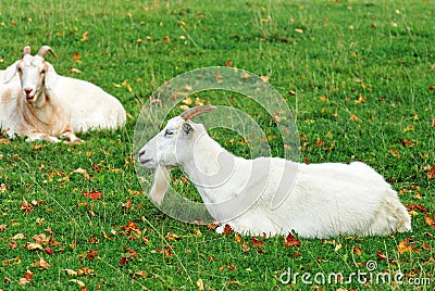 Male goat Stock Photo