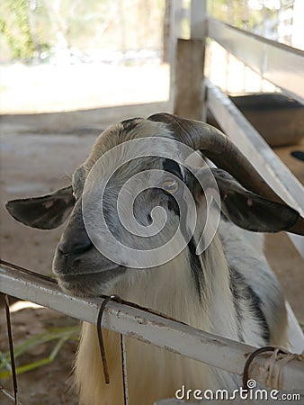 Male goat Stock Photo