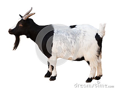 Male goat. Isolated over white Stock Photo