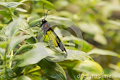Male Golden Birdwing, Sideview Stock Photo
