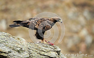 Male golden eagle in its usual host Stock Photo