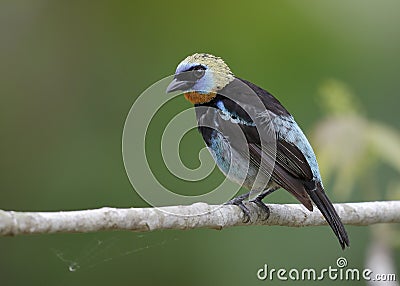 Male Golden-hooded Tanager - Panama Stock Photo