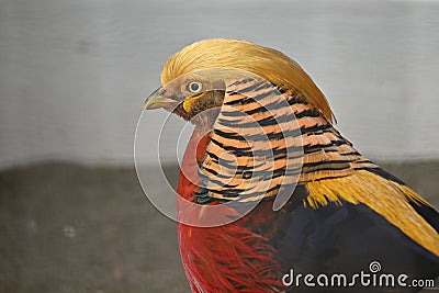 Male Golden pheasant ( Chrysolophus pictus ). Stock Photo