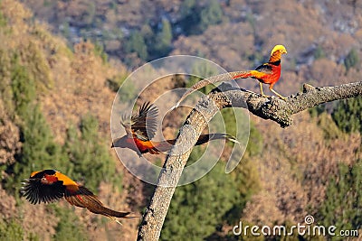 Male Golden pheasant Stock Photo