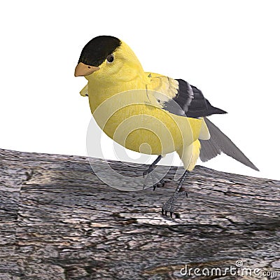 Male Goldfinch Stock Photo