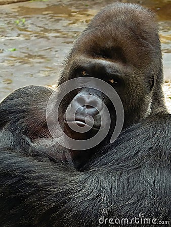 Male gorilla Stock Photo