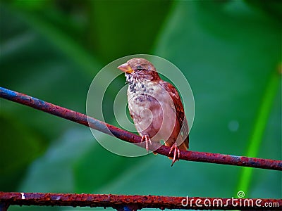 Male gorrion in their habitat, cuba Stock Photo