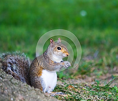 Male Gray Squirrel Stock Photo