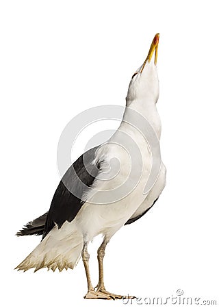 Male Great Black-backed Gull looking up, Larus marinus Stock Photo