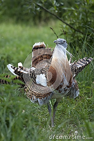 Male Great Bustard (Otis tarda) Stock Photo