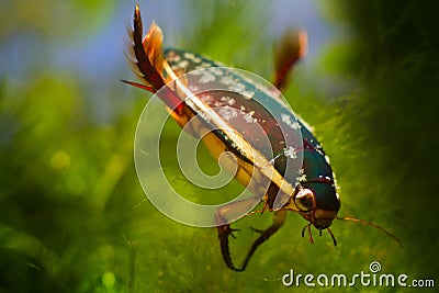 Male of great diving beetle, Dytiscus marginalis, wide-spread freshwater predator insect rest balancing Stock Photo