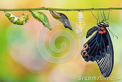 Male Great Mormon Papilio memnon butterfly life cycle Stock Photo