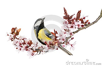 Male great tit looking up, perched on a flowering branch Stock Photo