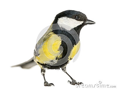 Male great tit, Parus major Stock Photo